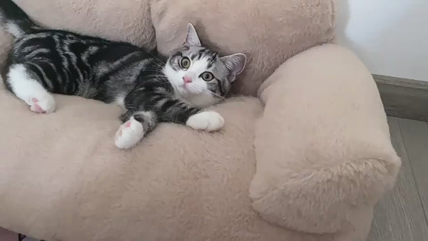 Cuccia sofa comfort cane & gatto